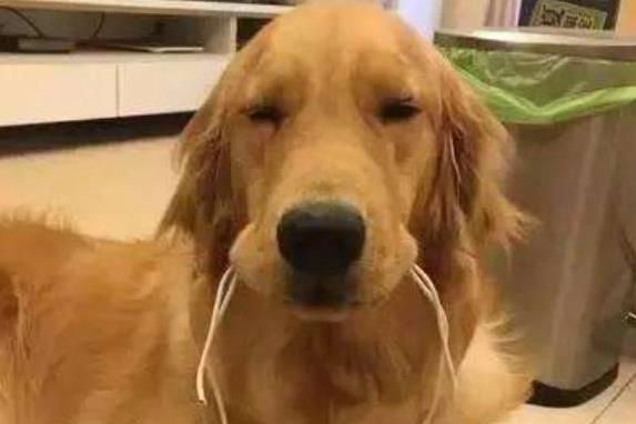 广州华鑫 狗狗爱咬这5样东西，沙发首当其冲，你家东西还安全吗？